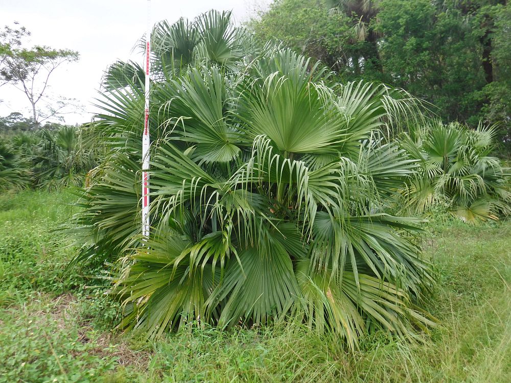 livistona-chinensis-chinese-fan-palm