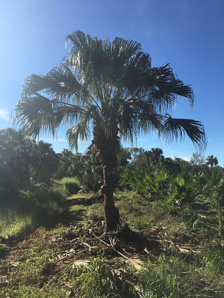 livistona-chinensis-chinese-fan-palm