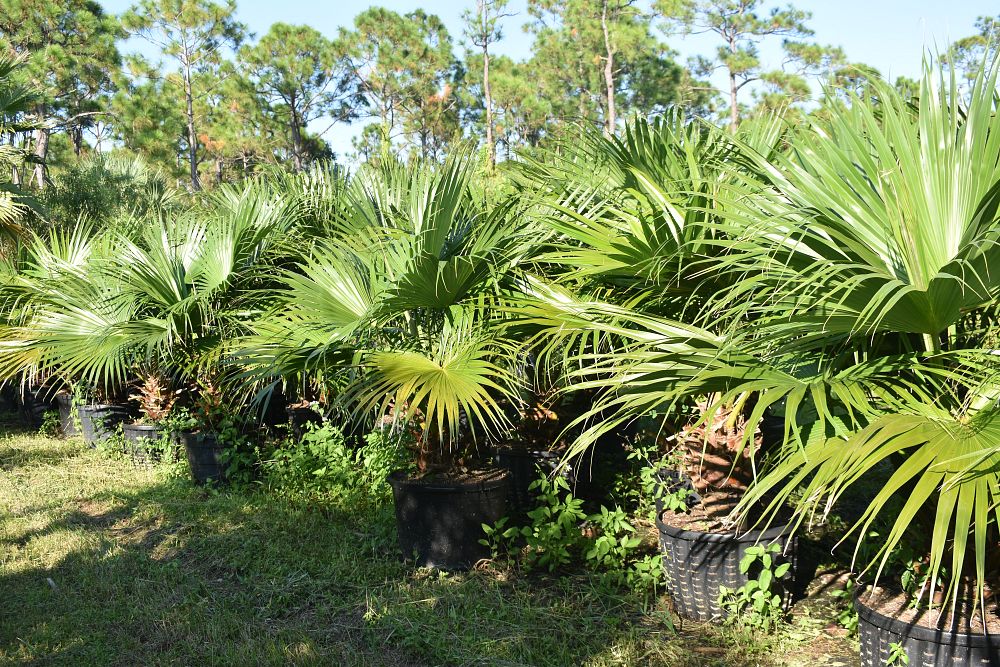 livistona-chinensis-chinese-fan-palm