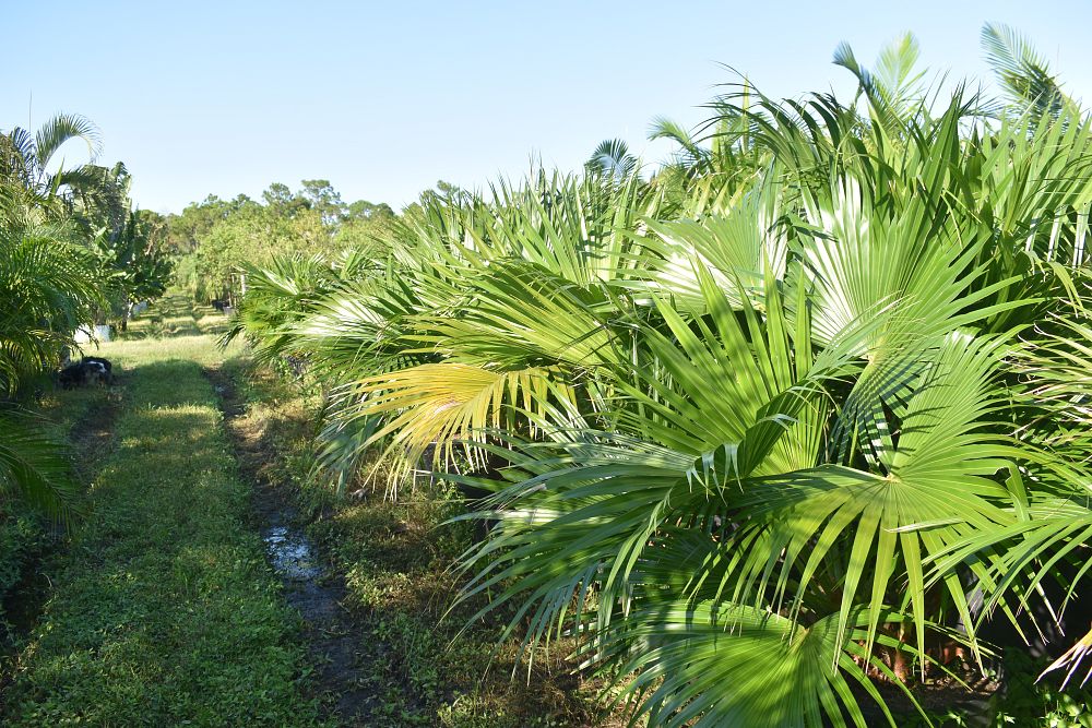 livistona-chinensis-chinese-fan-palm