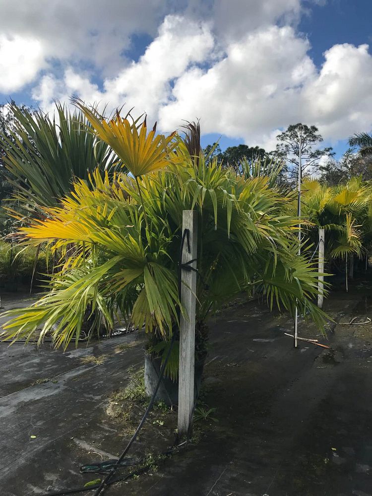 livistona-chinensis-chinese-fan-palm