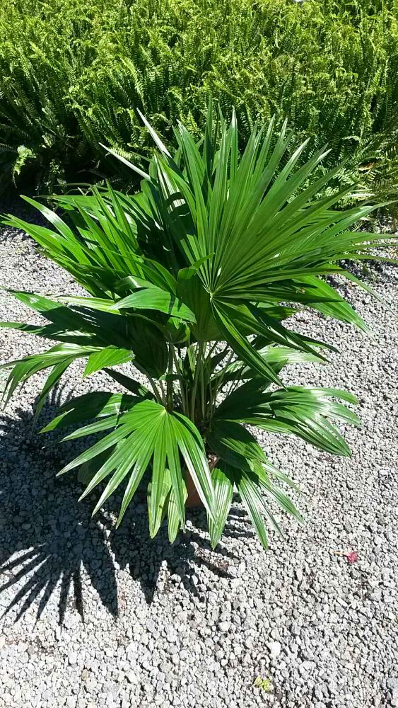 livistona-chinensis-chinese-fan-palm