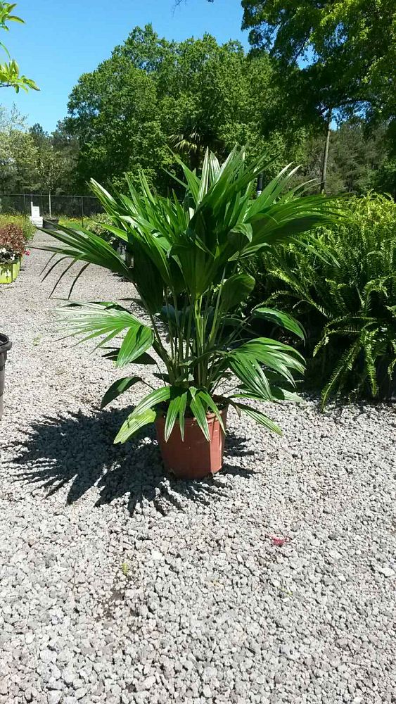 livistona-chinensis-chinese-fan-palm