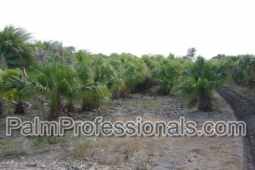 livistona-chinensis-chinese-fan-palm
