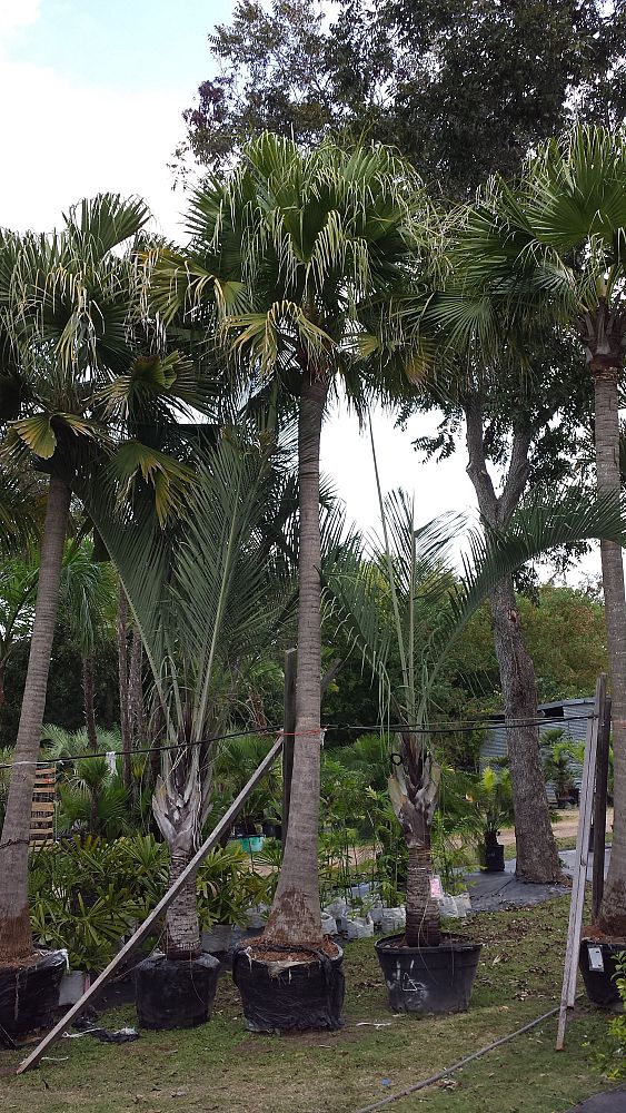 livistona-chinensis-chinese-fan-palm