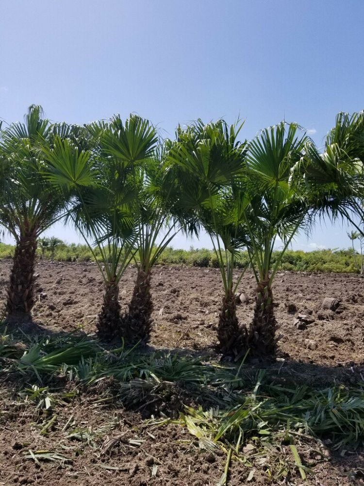 livistona-chinensis-chinese-fan-palm
