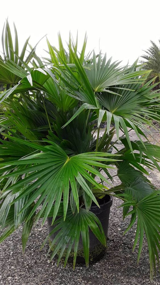 livistona-chinensis-chinese-fan-palm