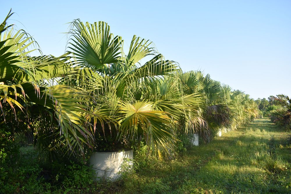 livistona-chinensis-chinese-fan-palm