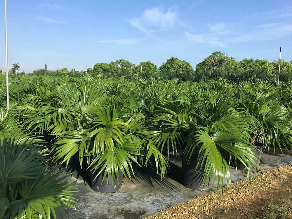 livistona-chinensis-chinese-fan-palm