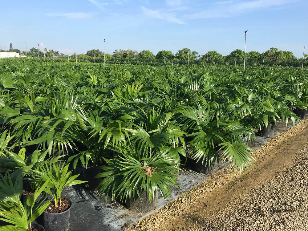 livistona-chinensis-chinese-fan-palm