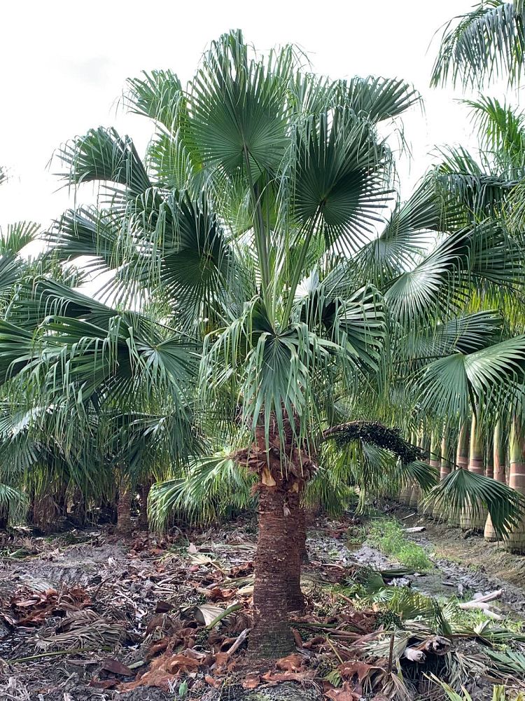 livistona-chinensis-chinese-fan-palm