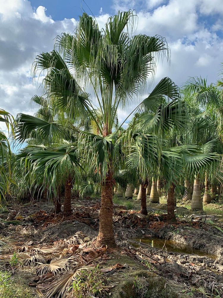 livistona-chinensis-chinese-fan-palm