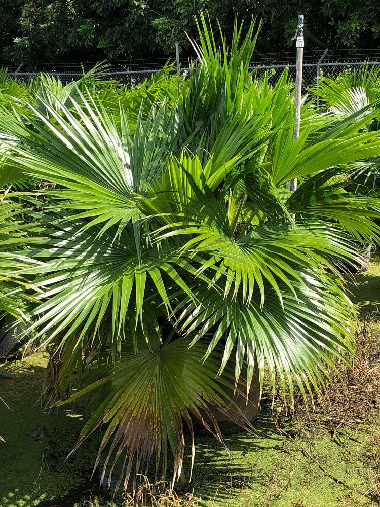livistona-chinensis-chinese-fan-palm