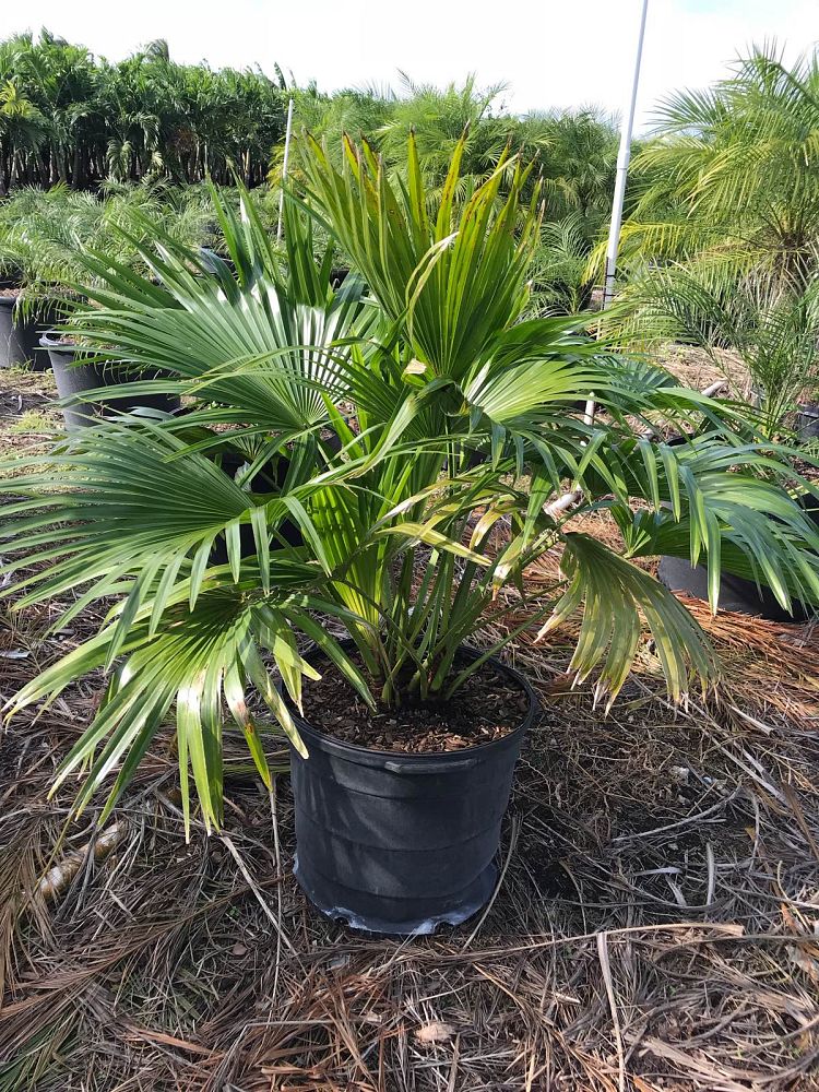 livistona-chinensis-chinese-fan-palm