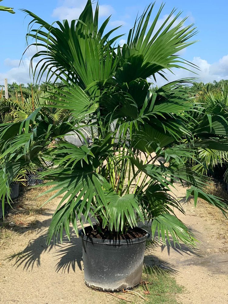 livistona-chinensis-chinese-fan-palm