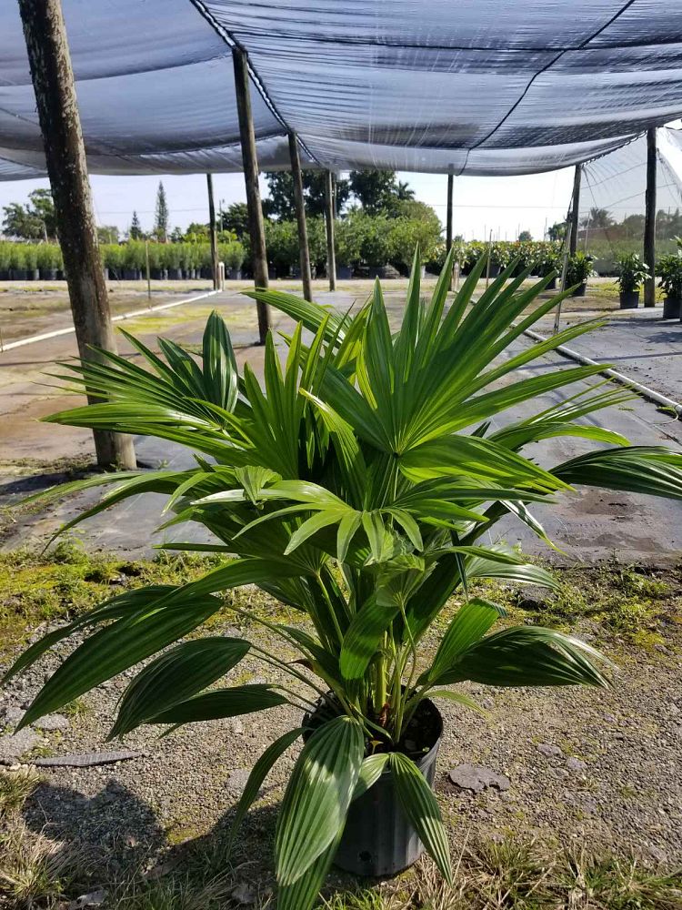 livistona-chinensis-chinese-fan-palm