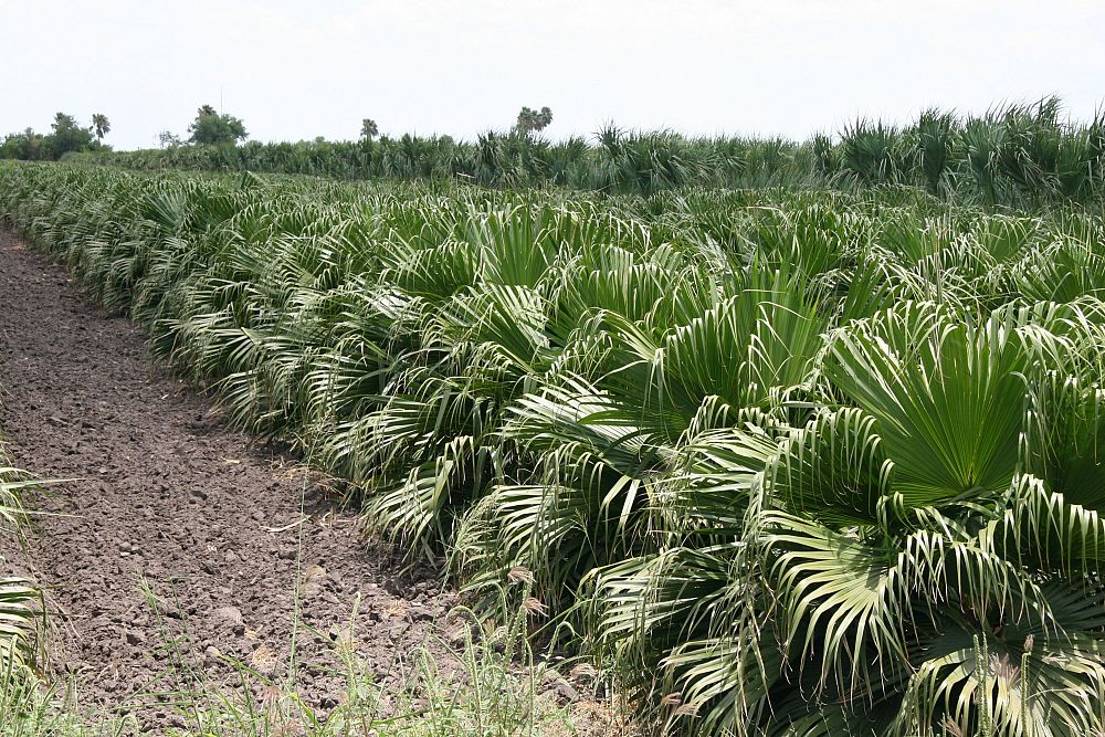 livistona-chinensis-chinese-fan-palm