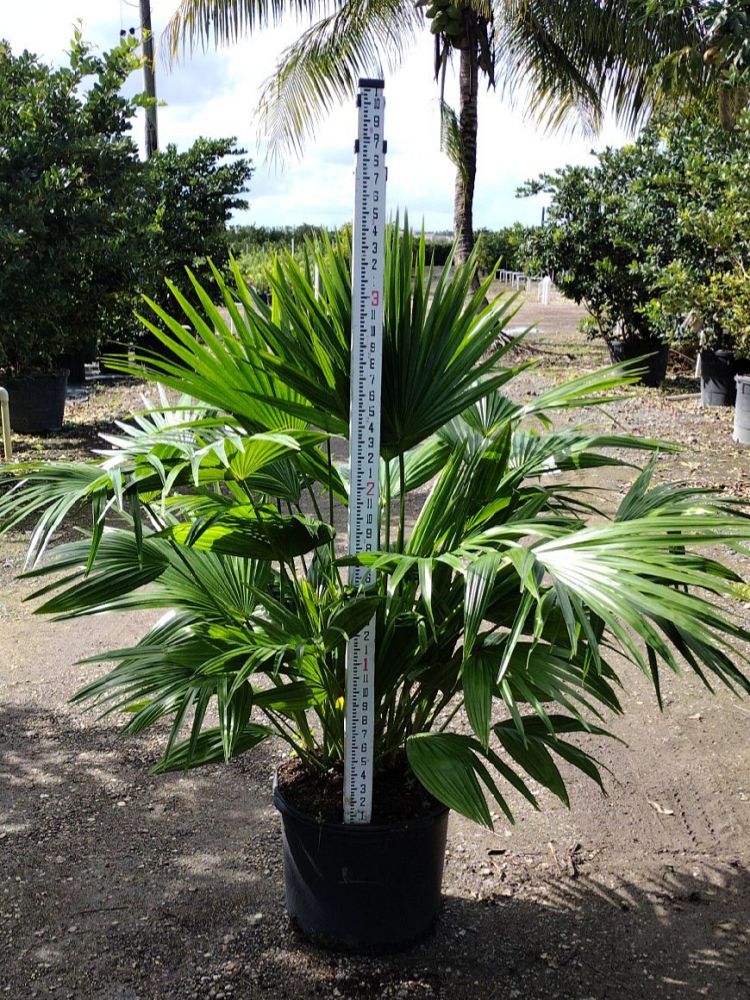 livistona-chinensis-chinese-fan-palm