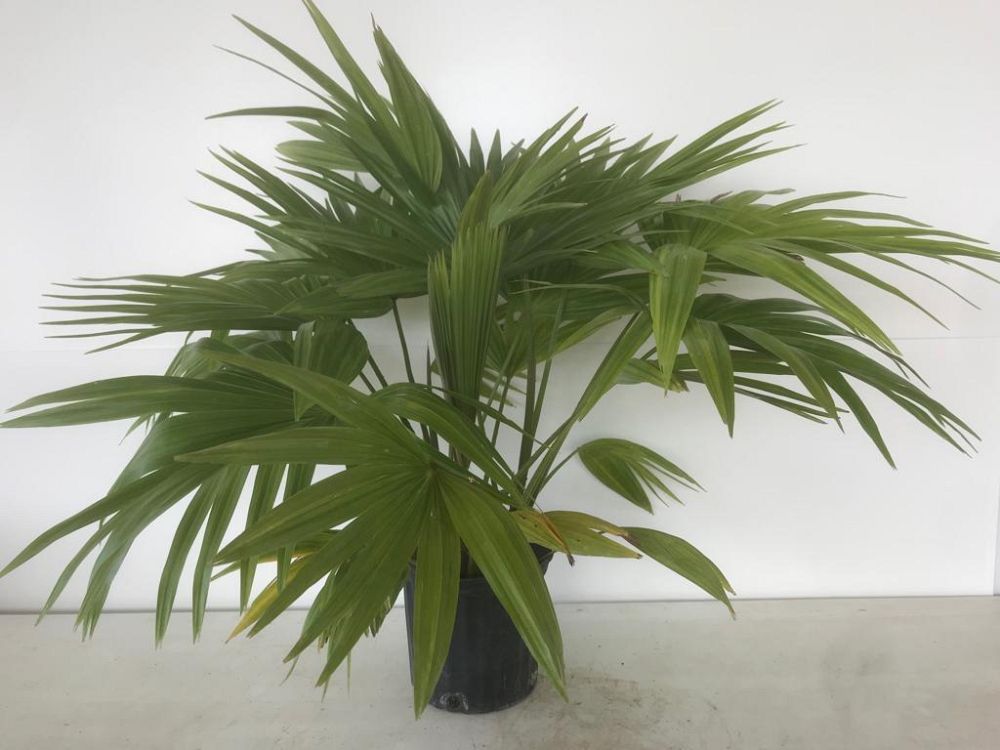 livistona-chinensis-chinese-fan-palm