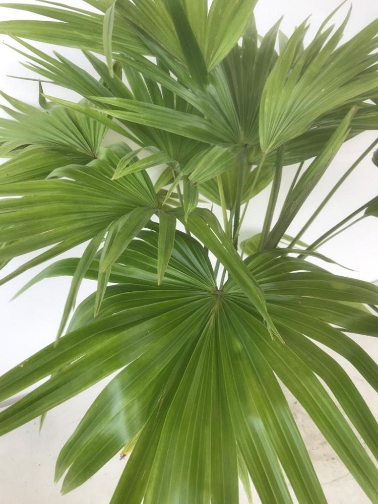 livistona-chinensis-chinese-fan-palm