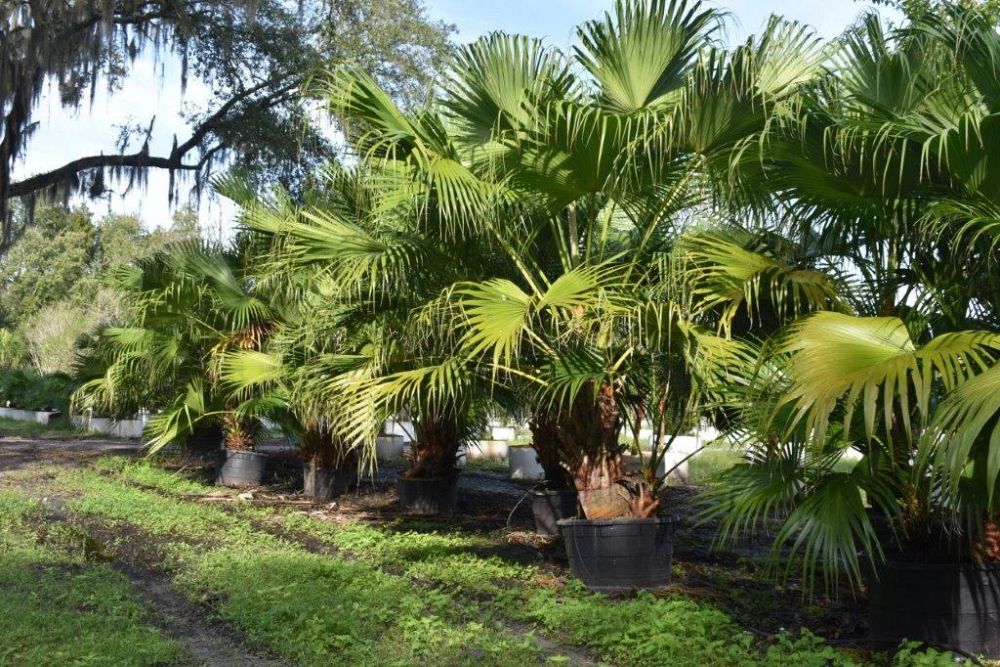 livistona-chinensis-chinese-fan-palm
