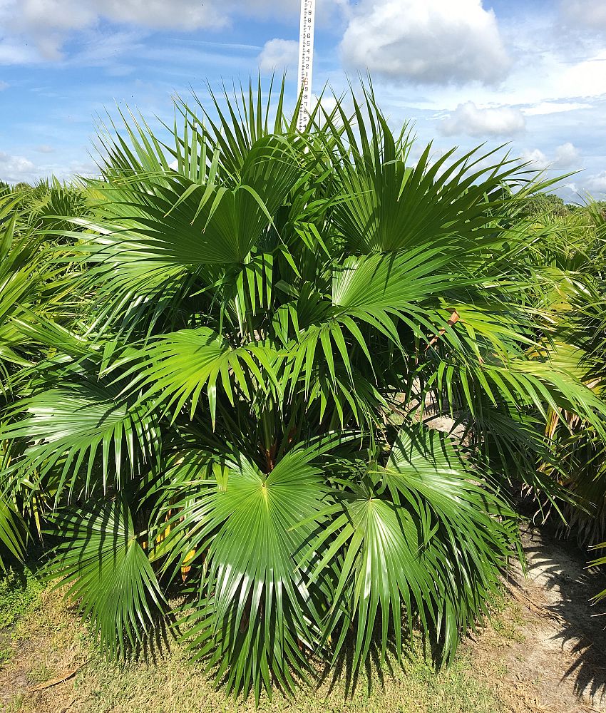 livistona-chinensis-chinese-fan-palm