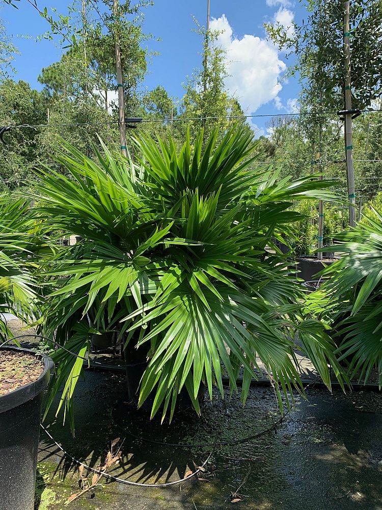 livistona-chinensis-chinese-fan-palm