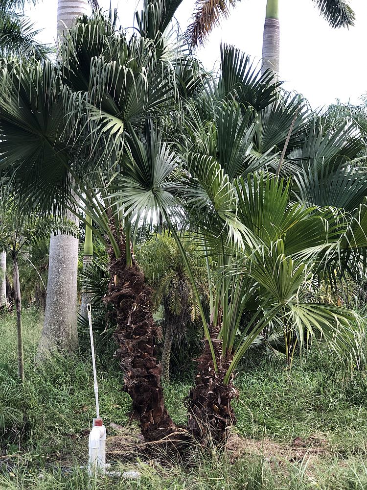 livistona-chinensis-chinese-fan-palm