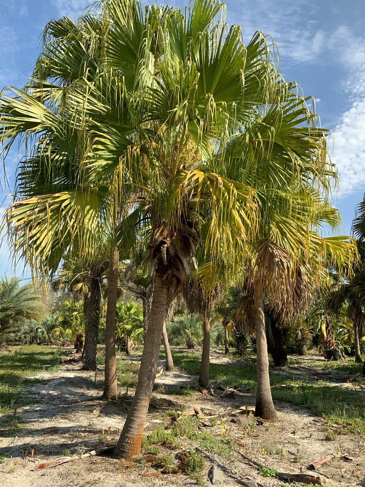 livistona-chinensis-chinese-fan-palm
