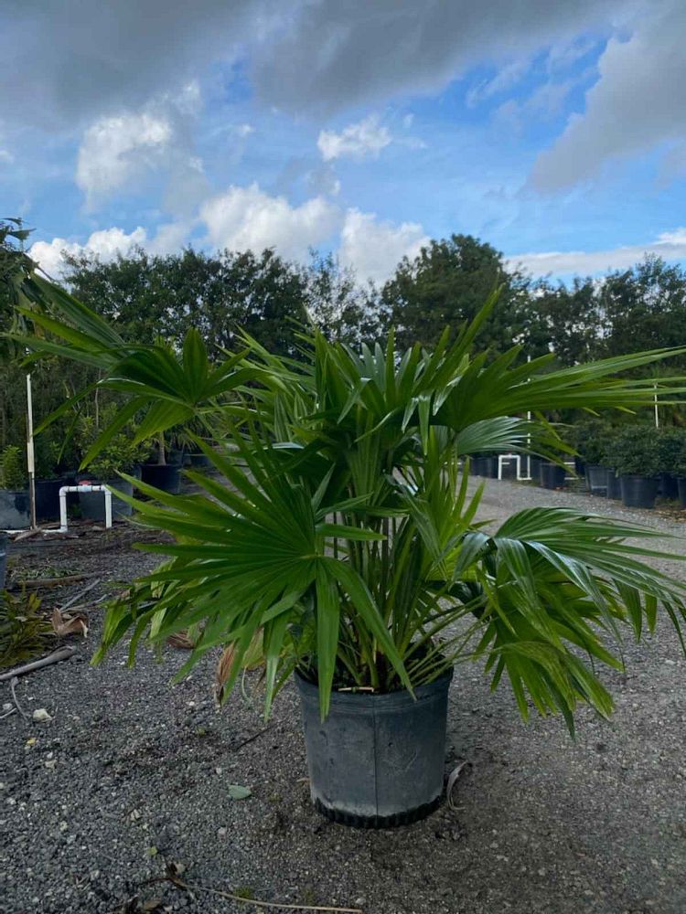 livistona-chinensis-chinese-fan-palm