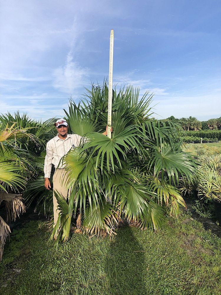 livistona-chinensis-chinese-fan-palm
