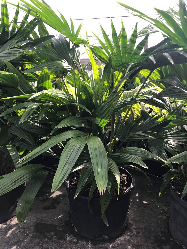 livistona-chinensis-chinese-fan-palm