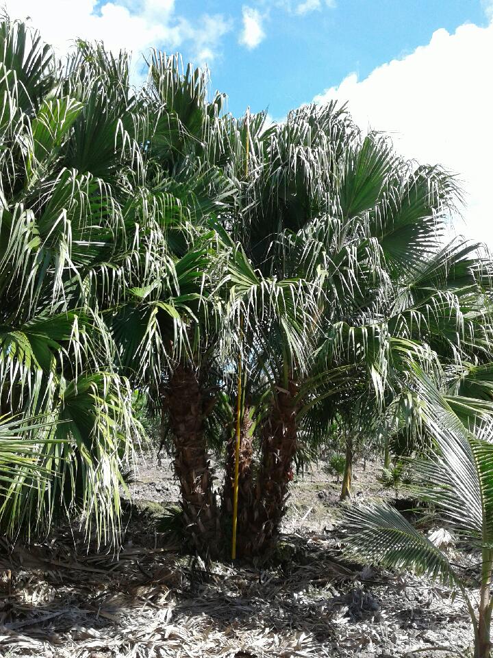 livistona-chinensis-chinese-fan-palm