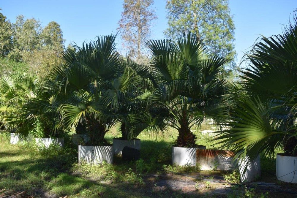 livistona-chinensis-chinese-fan-palm