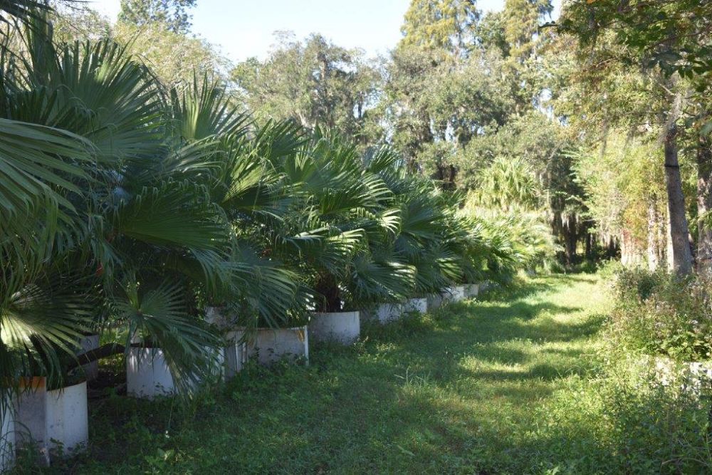 livistona-chinensis-chinese-fan-palm