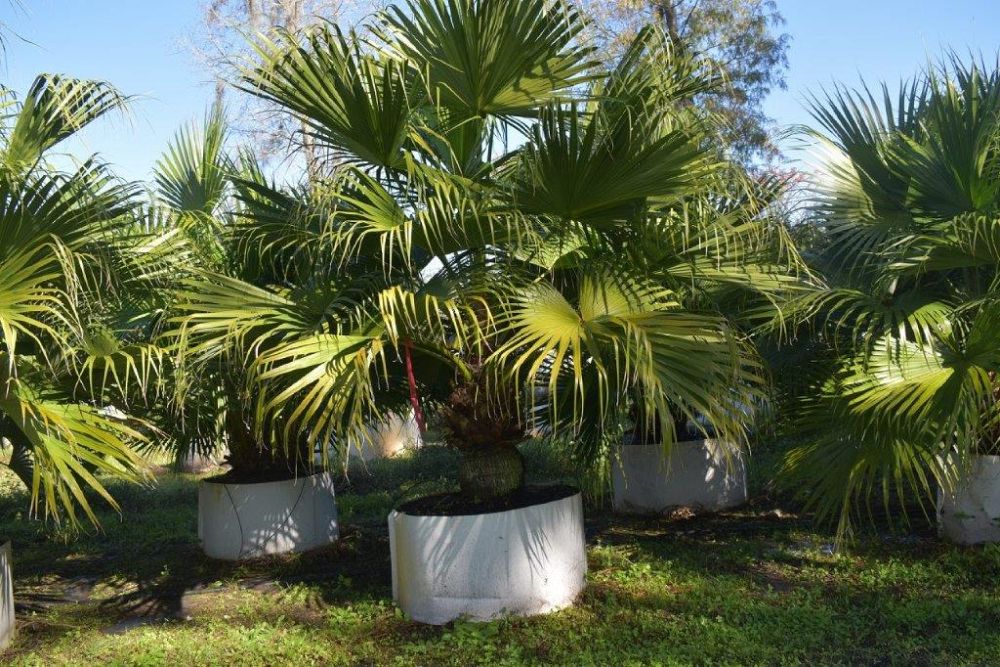 livistona-chinensis-chinese-fan-palm