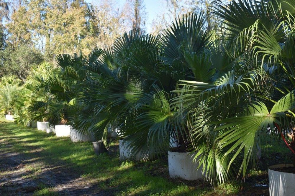 livistona-chinensis-chinese-fan-palm