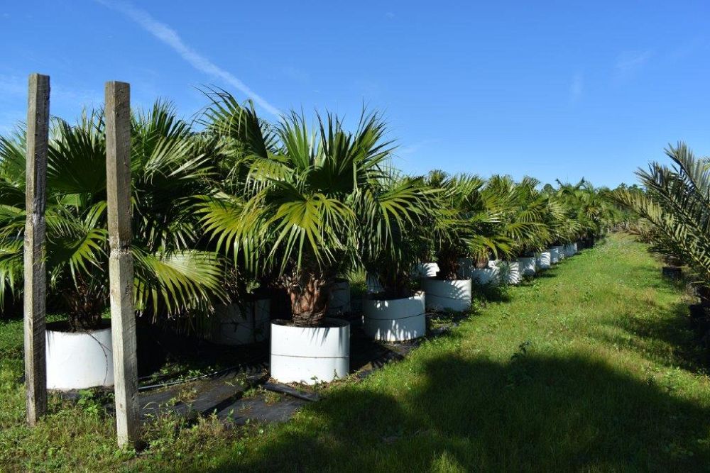 livistona-chinensis-chinese-fan-palm