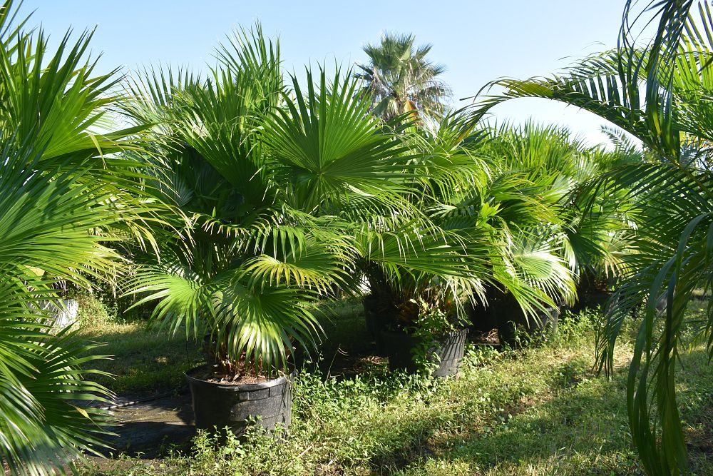 livistona-chinensis-chinese-fan-palm