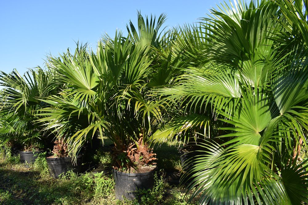 livistona-chinensis-chinese-fan-palm