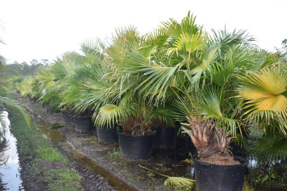 livistona-chinensis-chinese-fan-palm