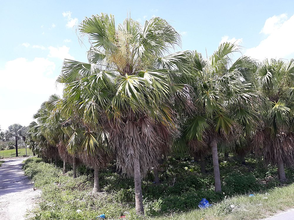 livistona-chinensis-chinese-fan-palm