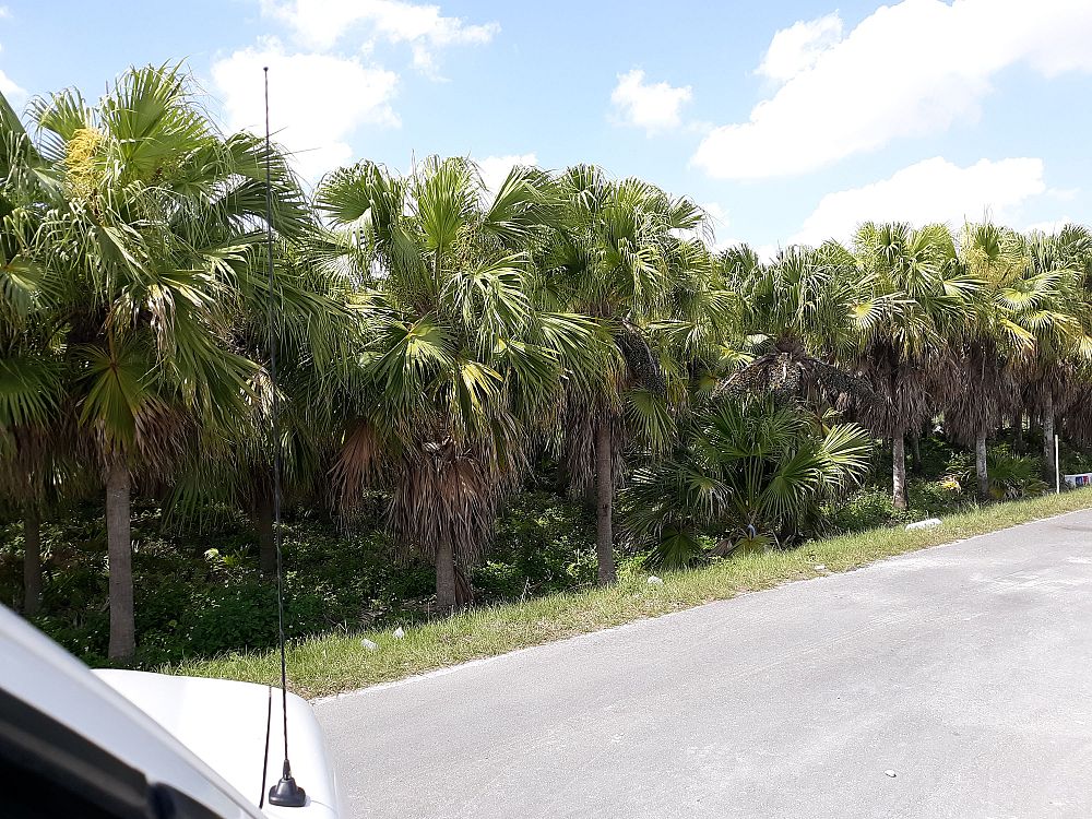 livistona-chinensis-chinese-fan-palm