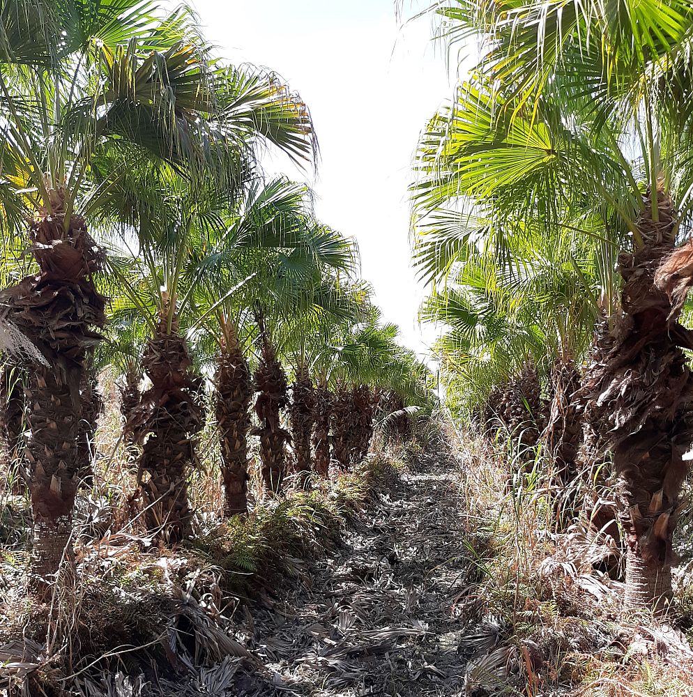 livistona-chinensis-chinese-fan-palm