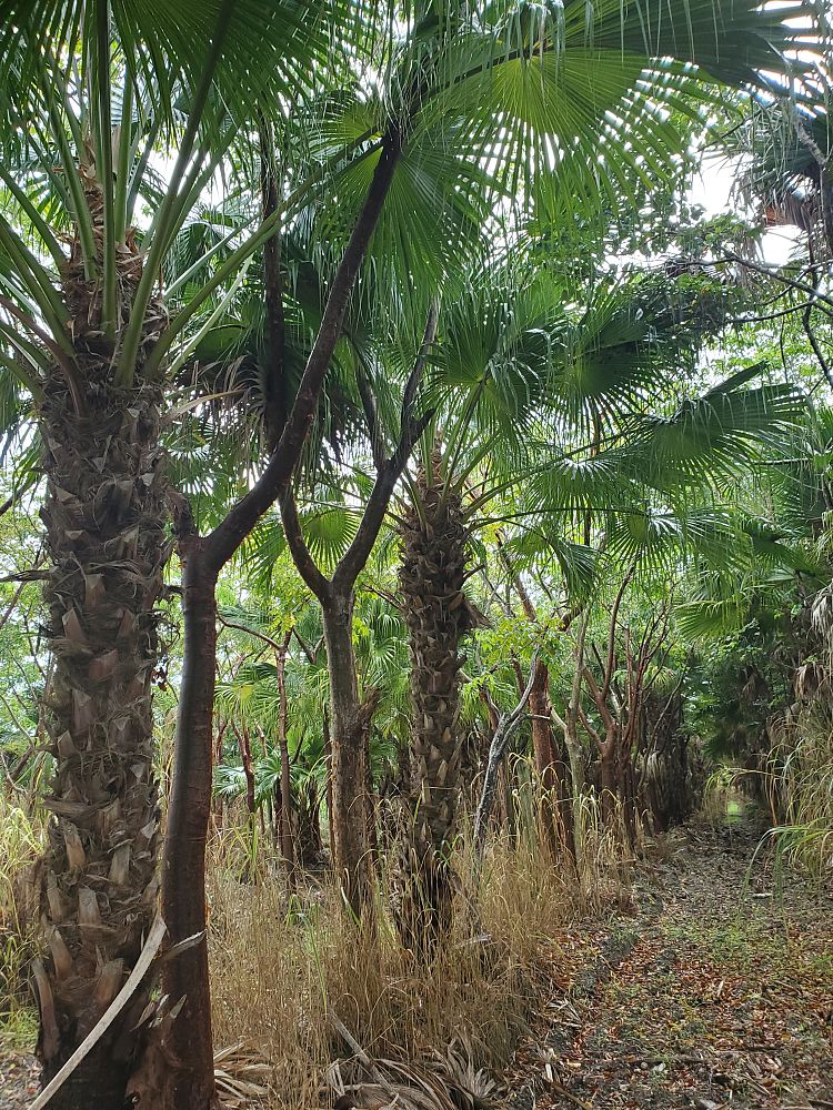 livistona-chinensis-chinese-fan-palm