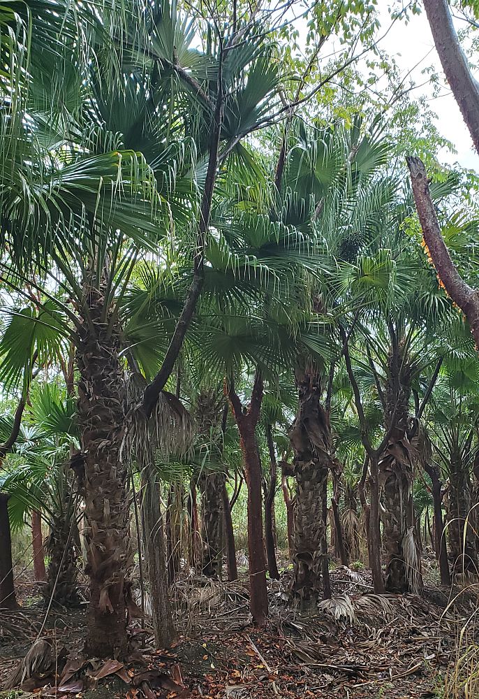 livistona-chinensis-chinese-fan-palm