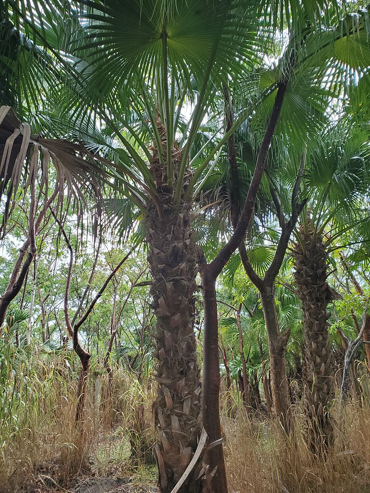 livistona-chinensis-chinese-fan-palm