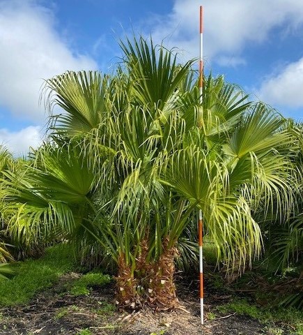 livistona-chinensis-chinese-fan-palm