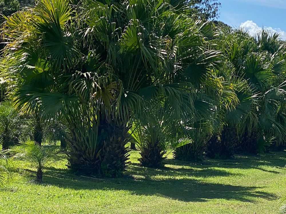 livistona-chinensis-chinese-fan-palm