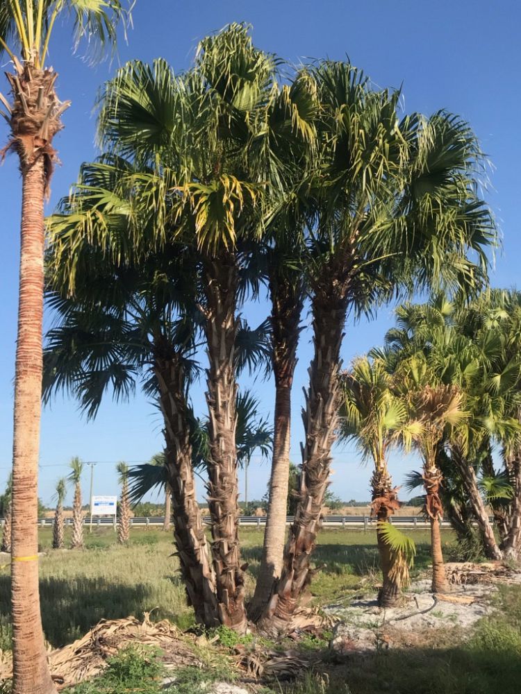 livistona-chinensis-chinese-fan-palm